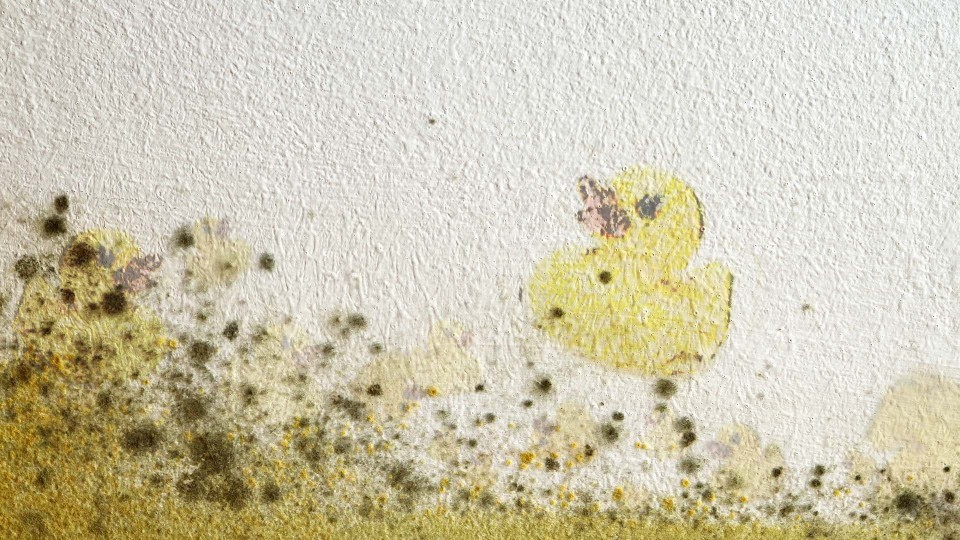 Re: Mold Damage? or How to Mitigate the Damage and Effects of Mold