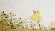 Re: Mold Damage? or How to Mitigate the Damage and Effects of Mold
